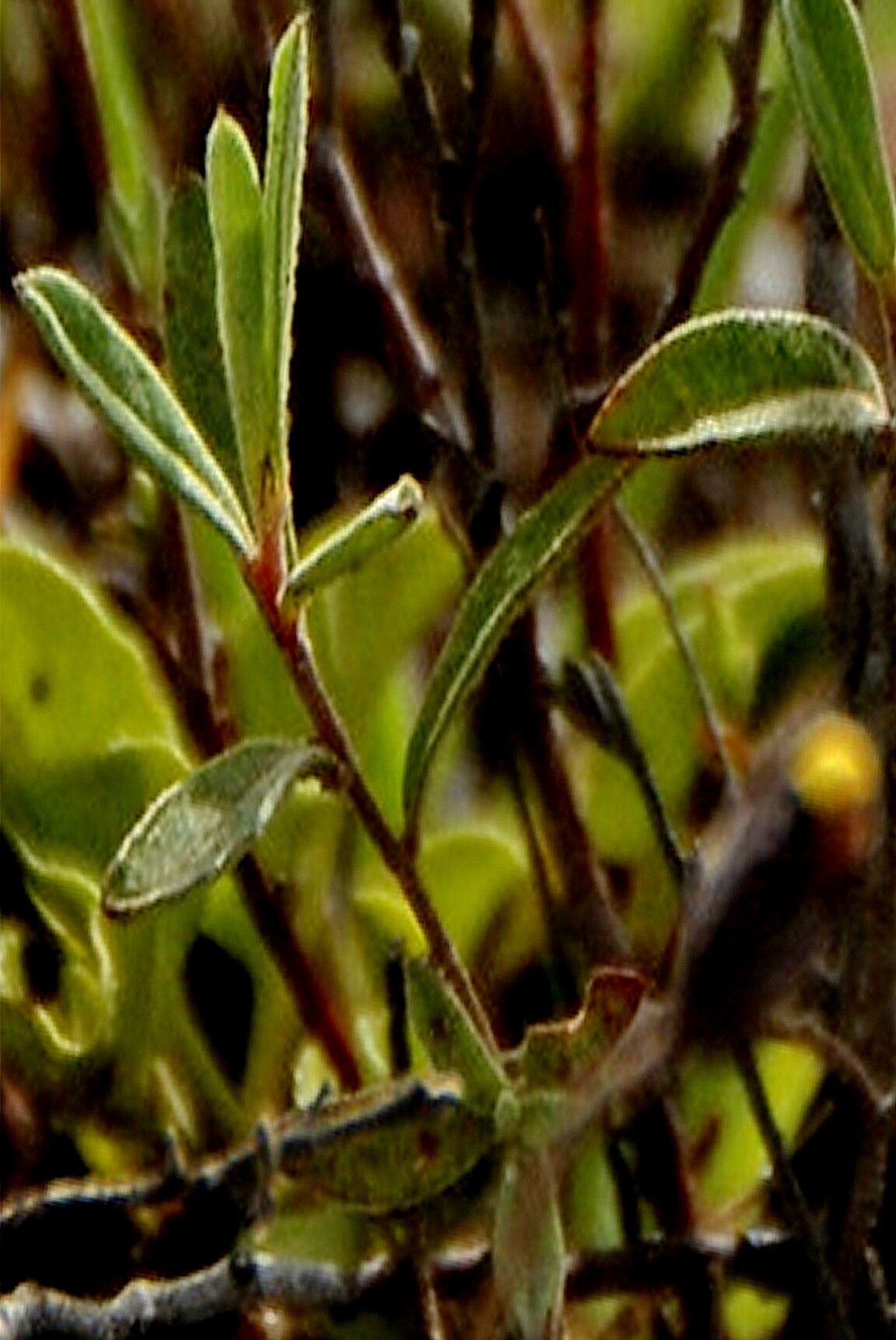 Crocanthemum glomeratum — houseplant care guide