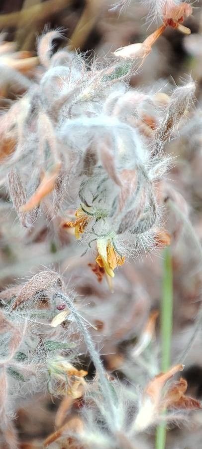 Lotus hispidus fruit