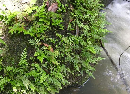 Asplenium hostmannii habit