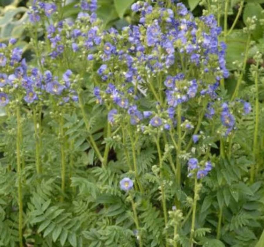 Polemonium boreale flower