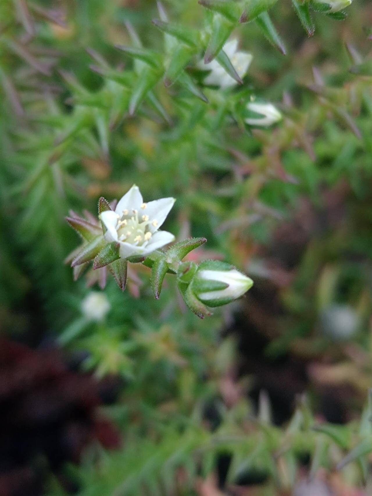 Villadia guatemalensis flower