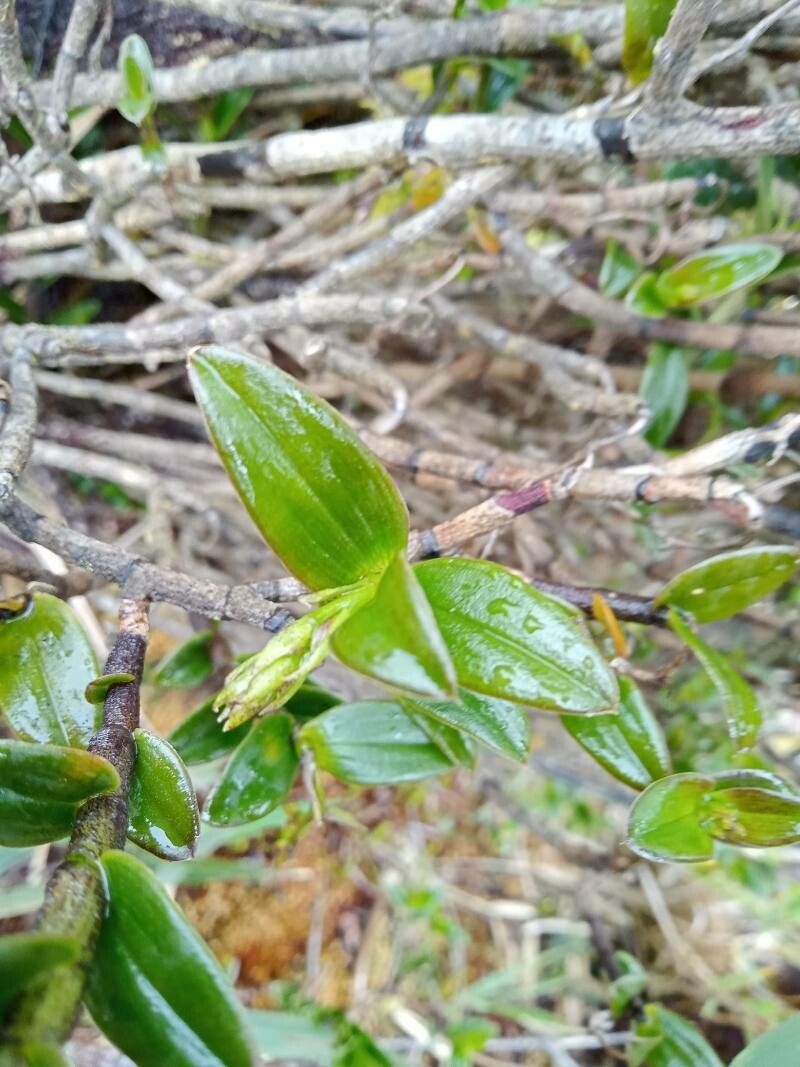 Epidendrum pittieri — houseplant care guide