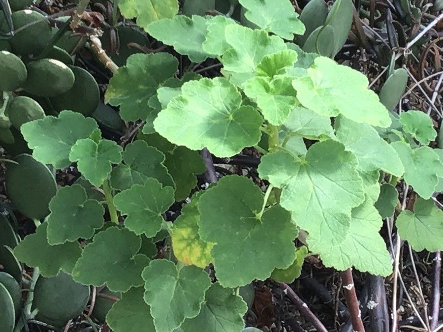 Pelargonium caylae — houseplant care guide