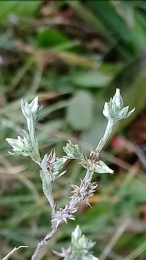 Filago minima flower