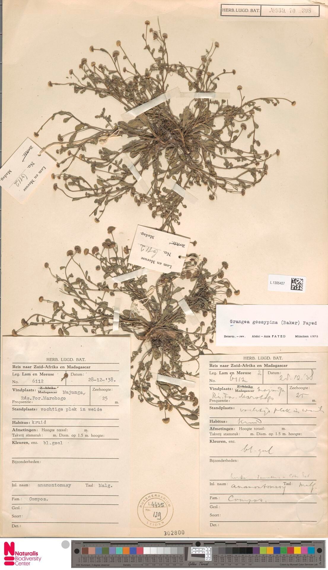 Grangea gossypina — related species from the same genus