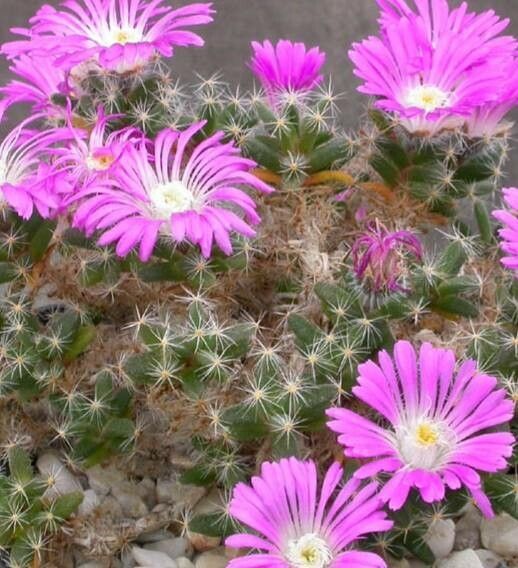 Trichodiadema peersii flower