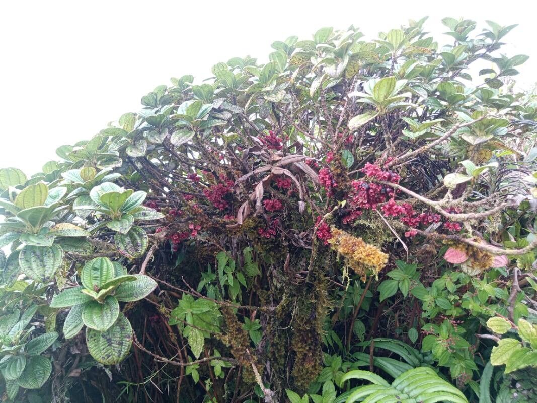 Miconia leblondii — houseplant care guide