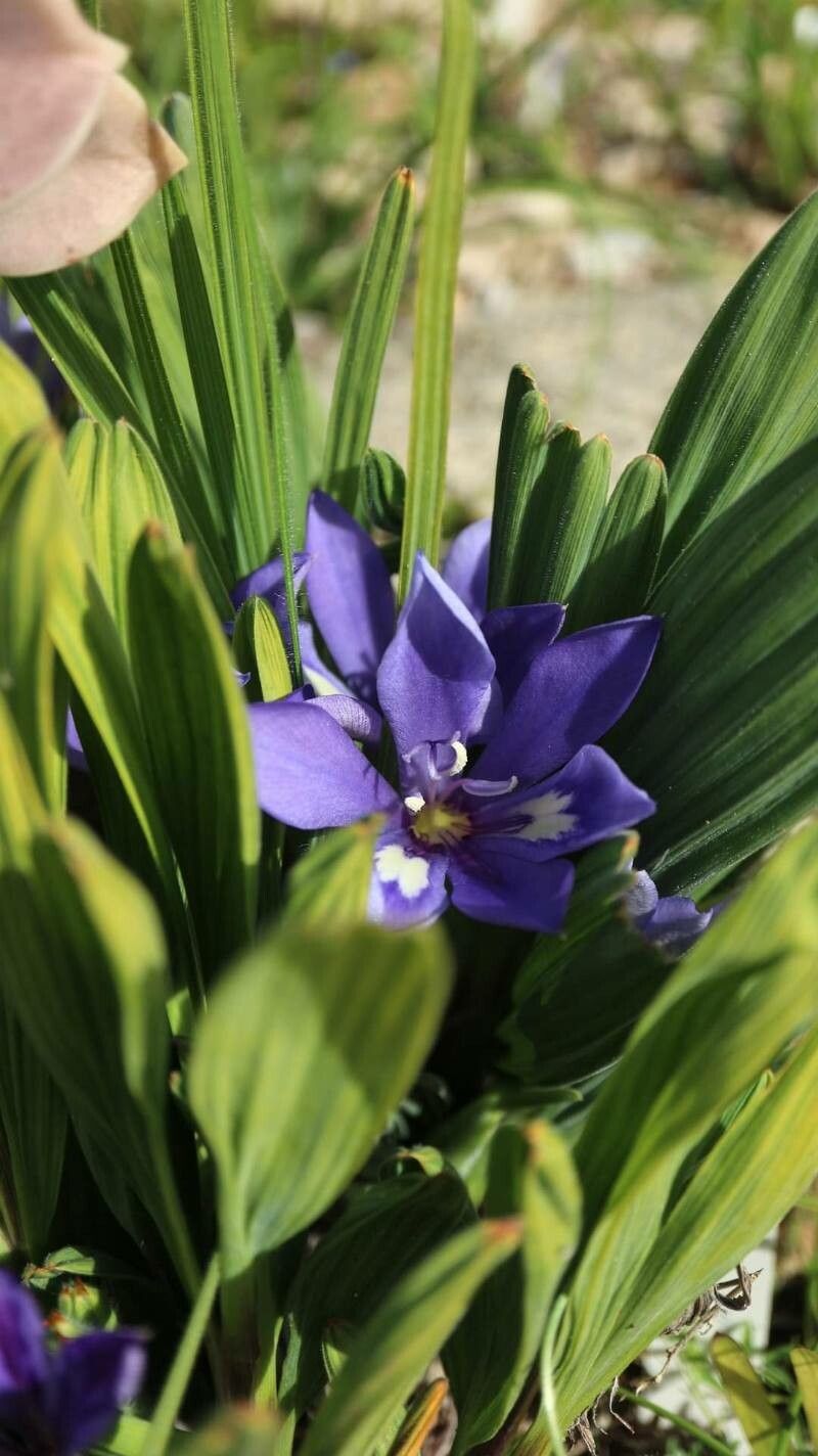 Babiana cuneata leaf