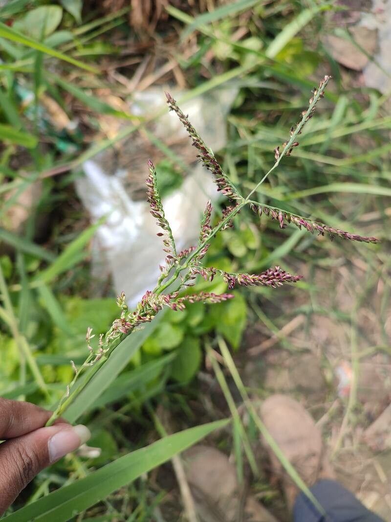 Brachiaria mutica flower