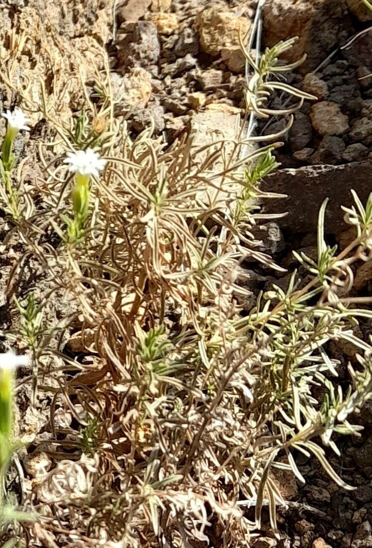 Stevia gilliesii habit