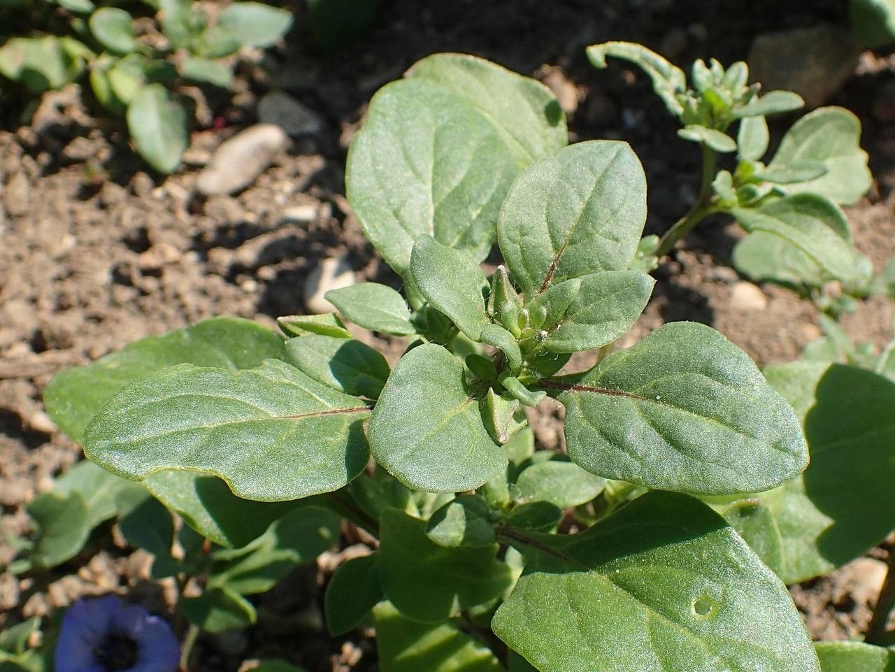 Nolana humifusa habit