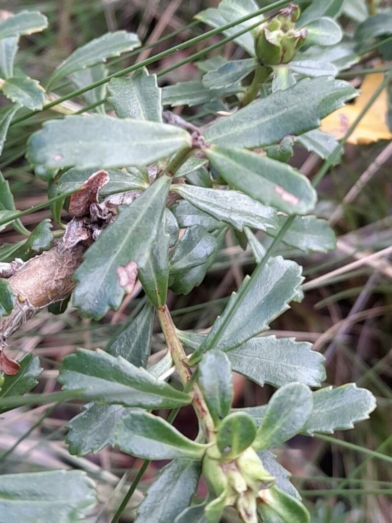 Baccharis neaei — search result for 'Baccharis'