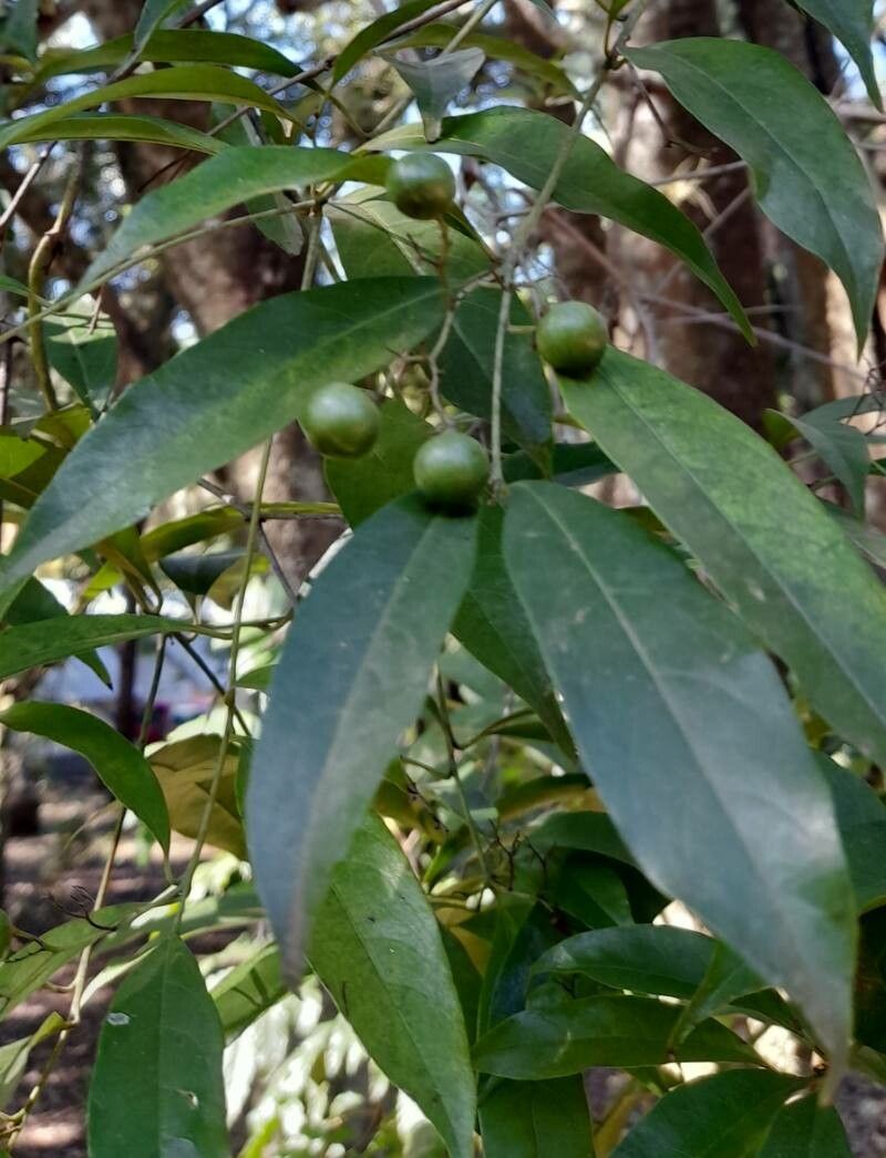 Cordia ecalyculata — houseplant care guide