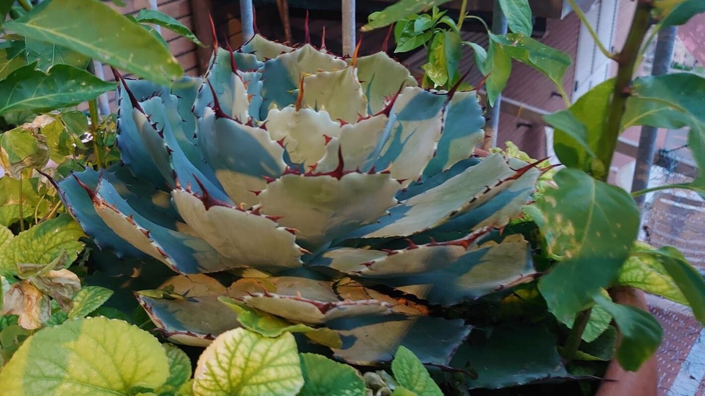 Agave potatorum habit