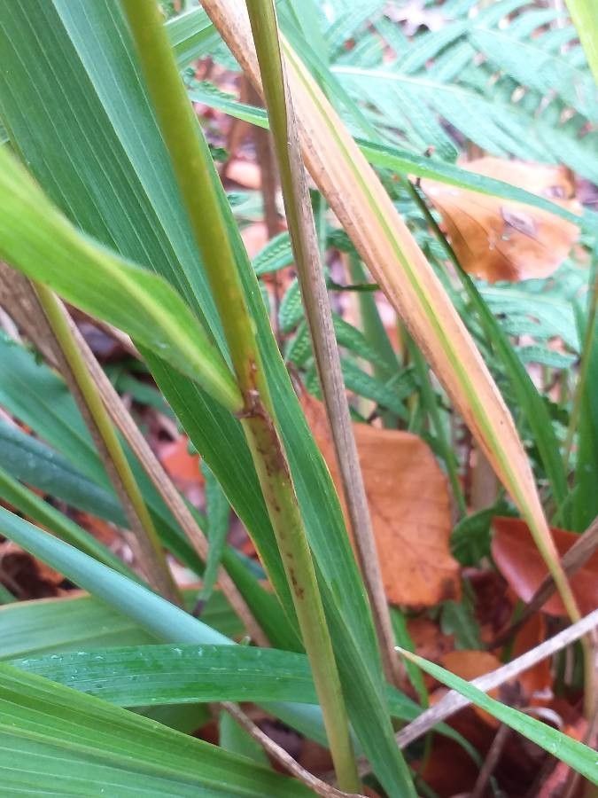 Phaenosperma globosum leaf