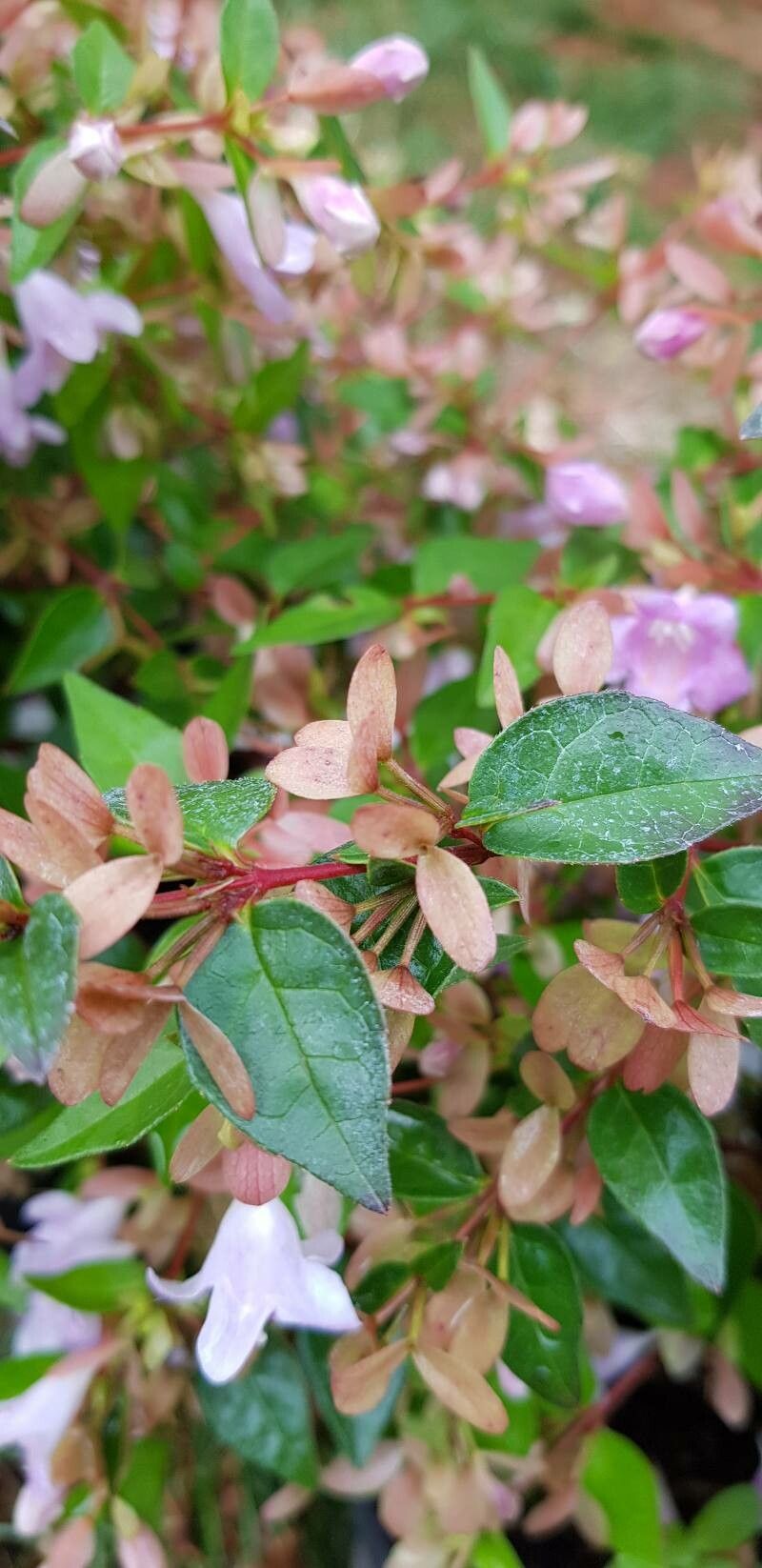 Abelia × grandiflora fruit