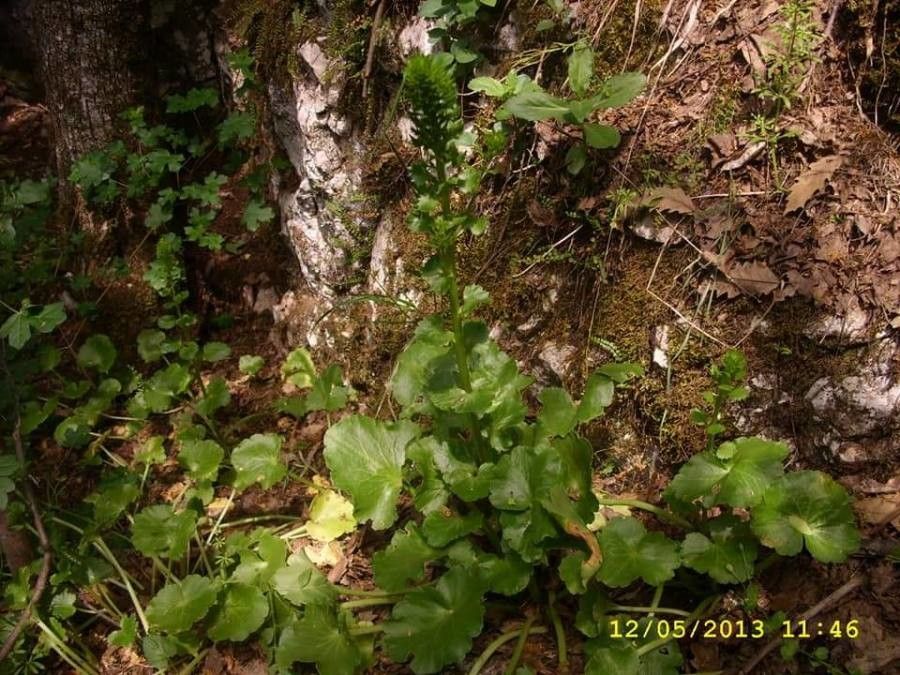 Umbilicus luteus — houseplant care guide