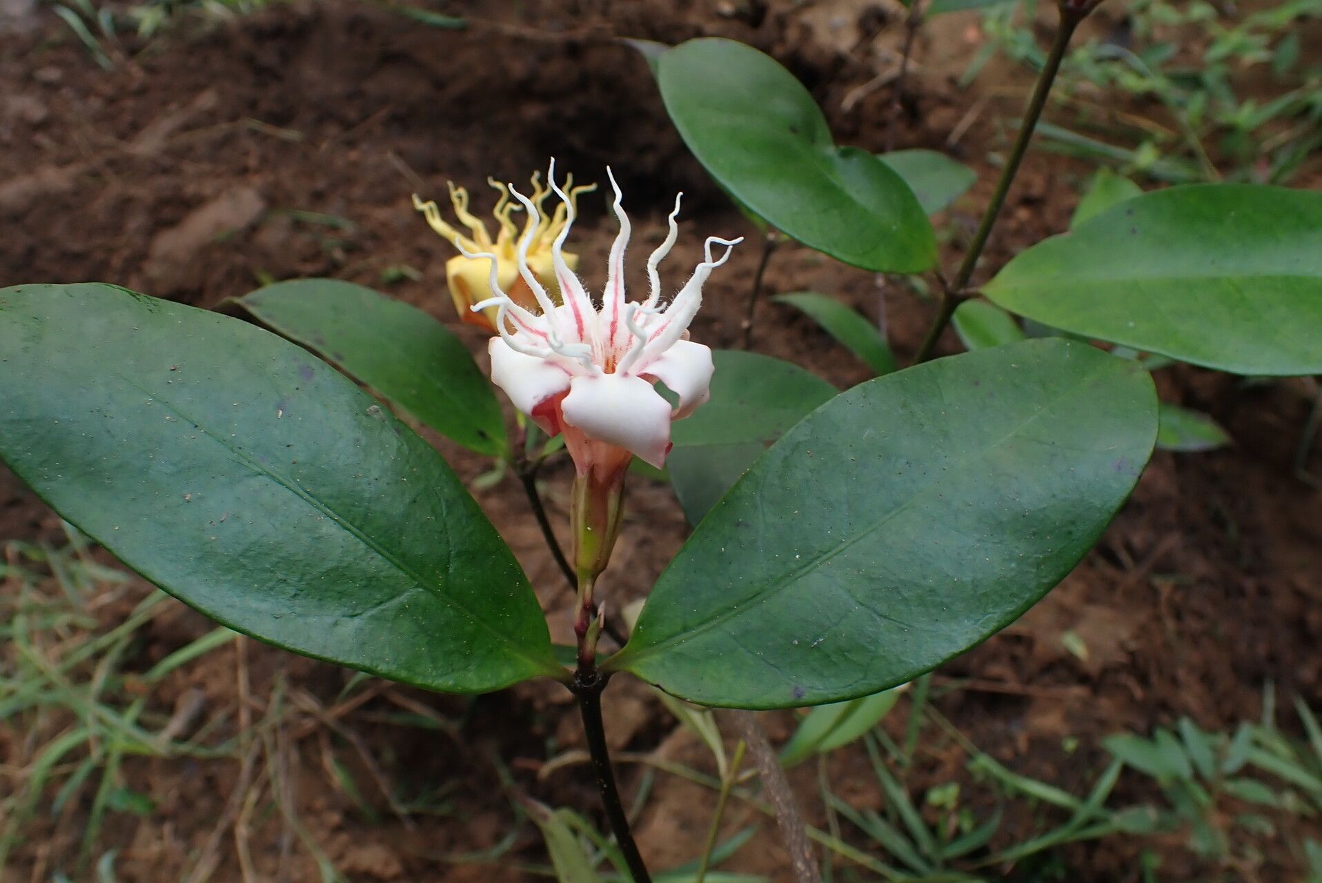 Strophanthus thollonii flower