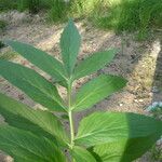Valeriana officinalis