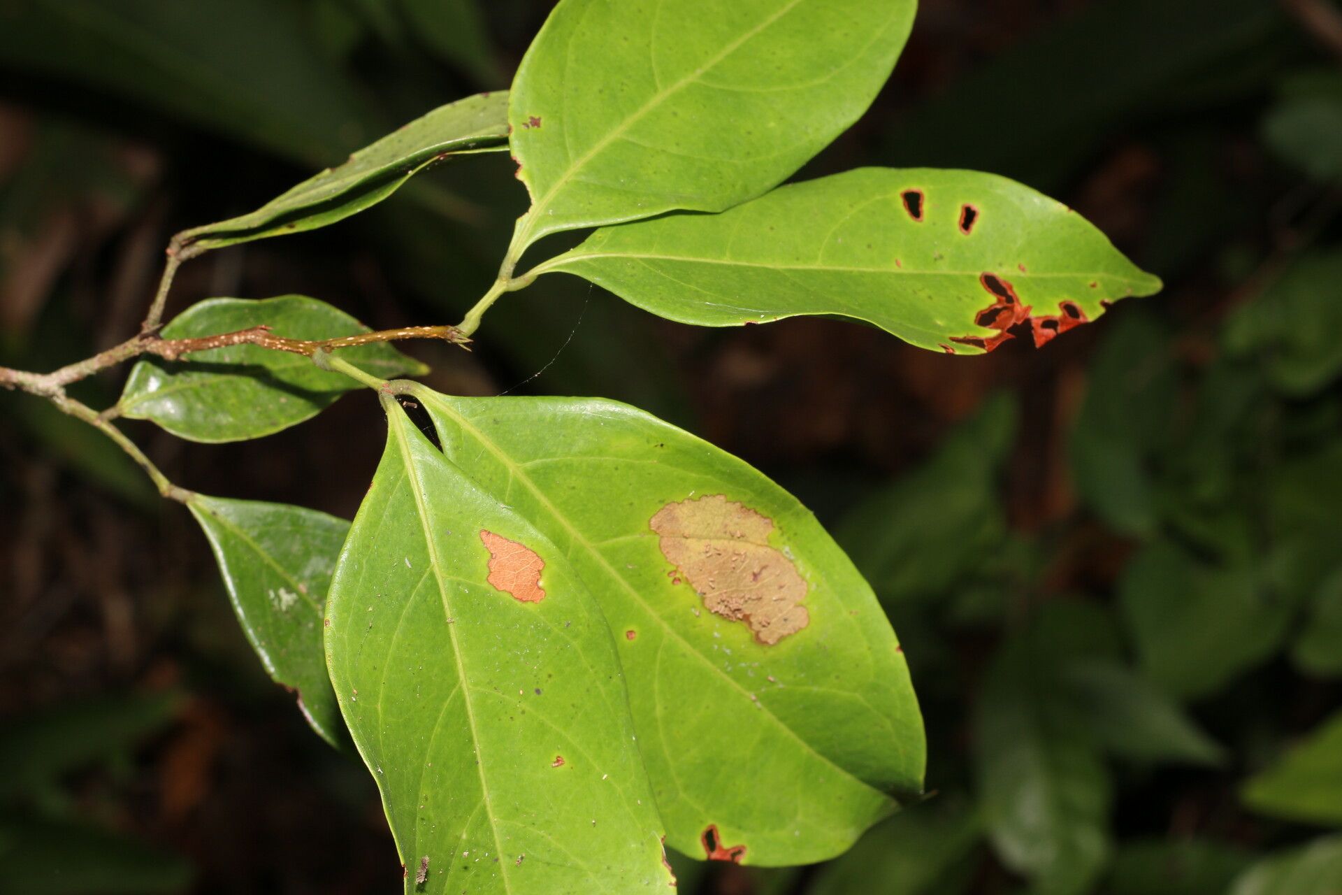 Inga polita — houseplant care guide