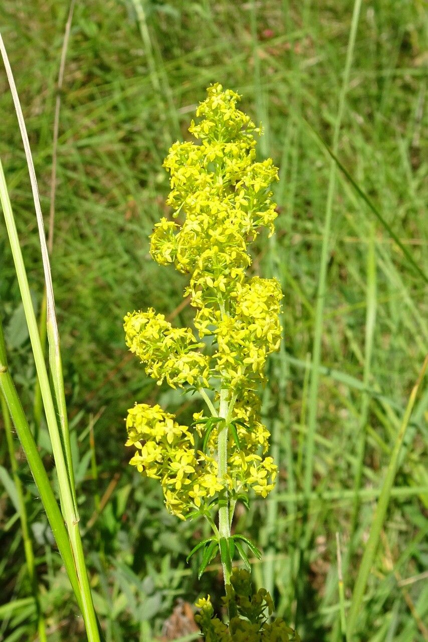 Galium verum flower