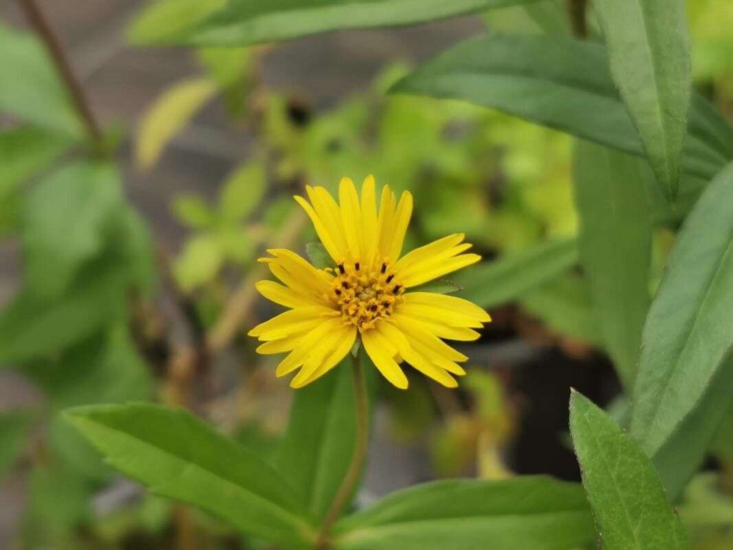 Sphagneticola calendulacea flower