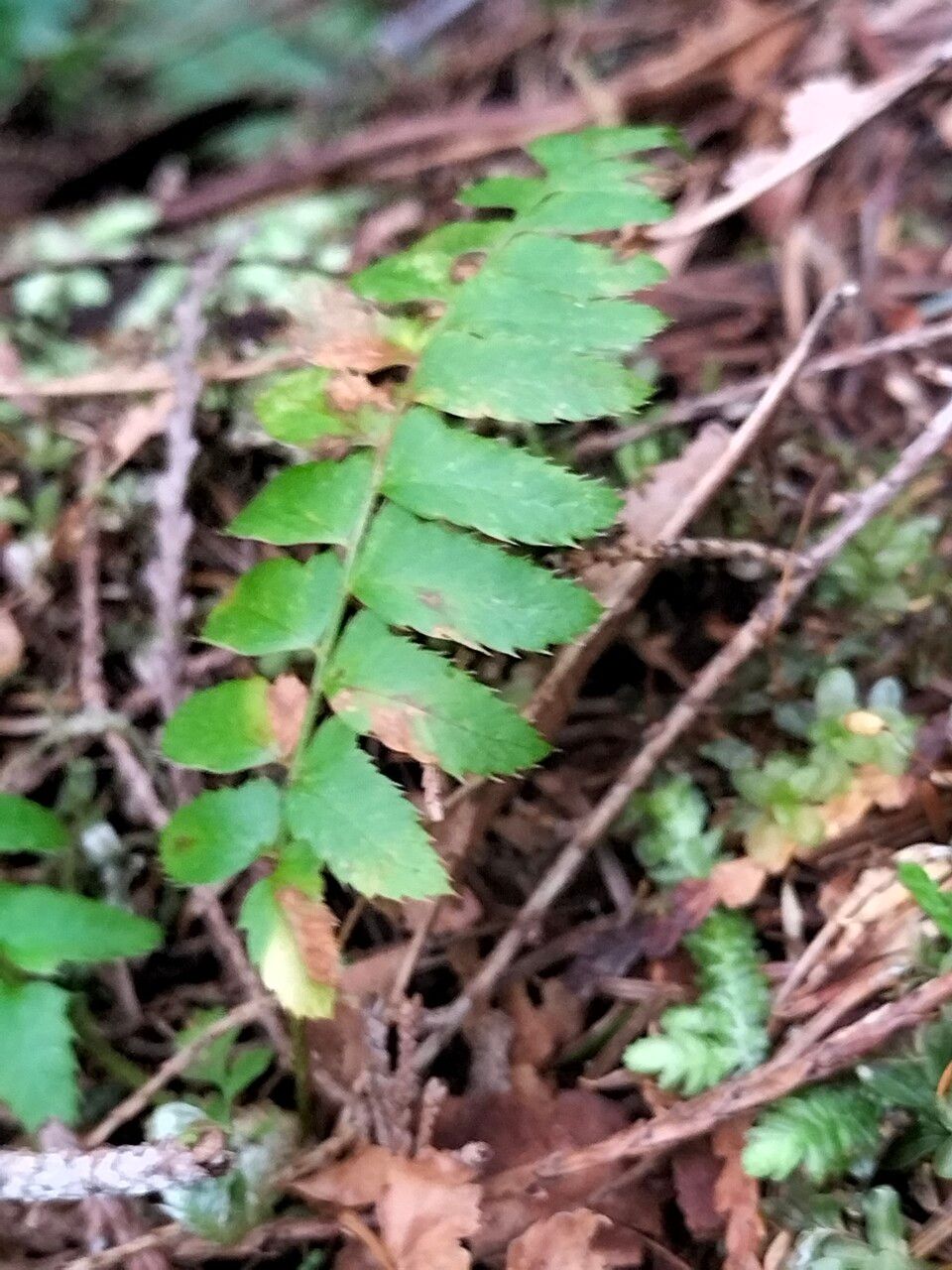 Polystichum imbricans leaf