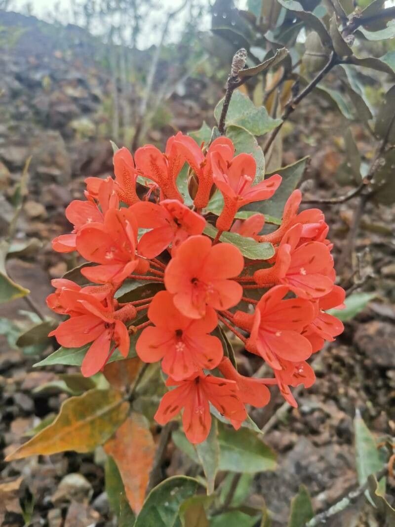 Rhododendron fallacinum — houseplant care guide