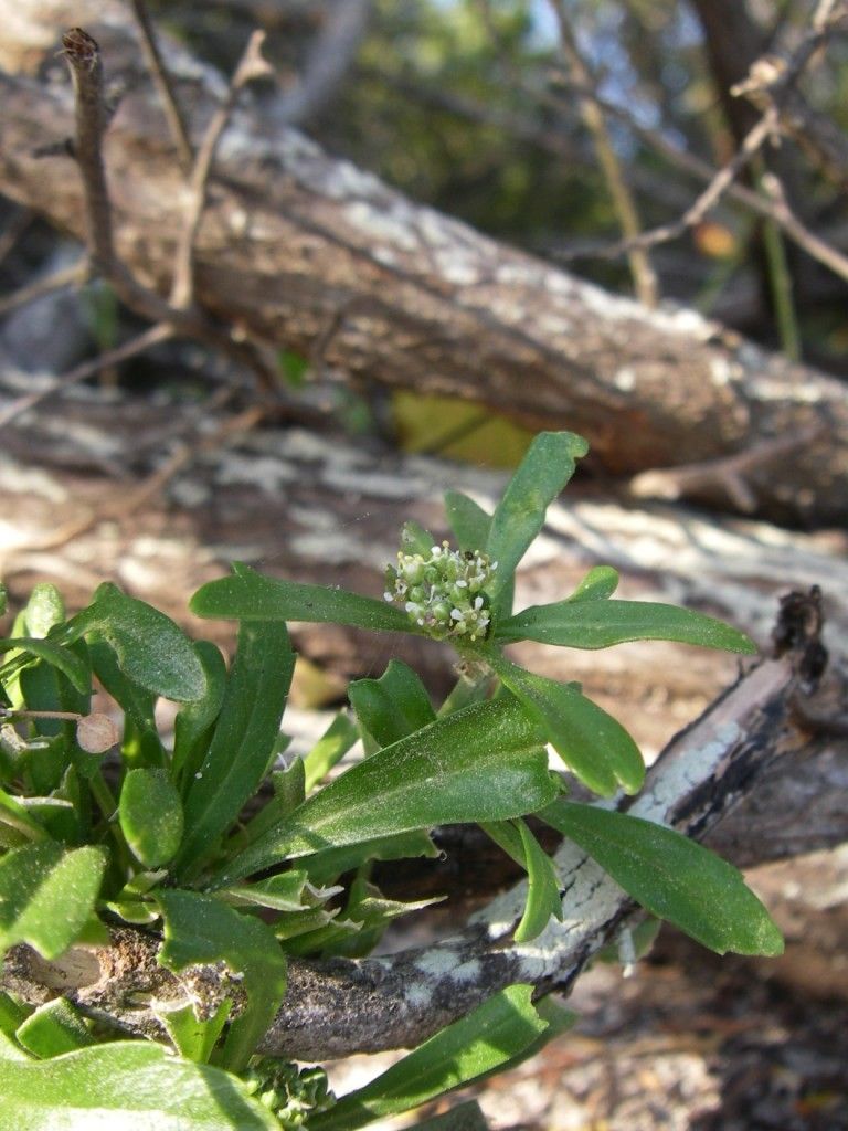 Lepidium bidentatum habit