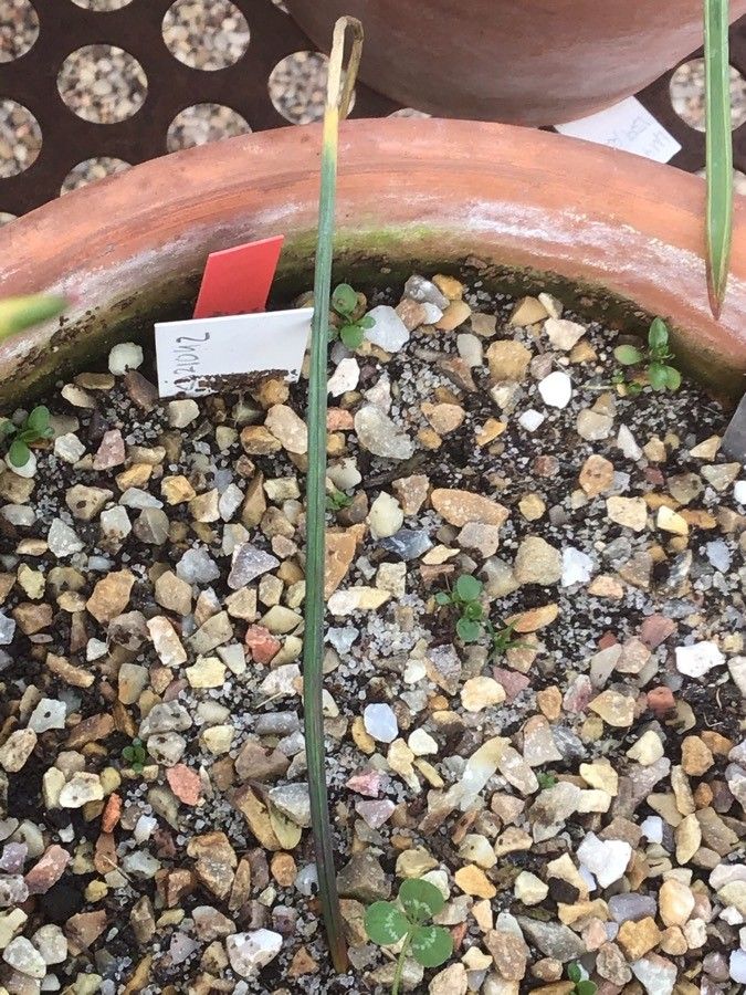 Muscari matritensis — search result for 'Muscari'