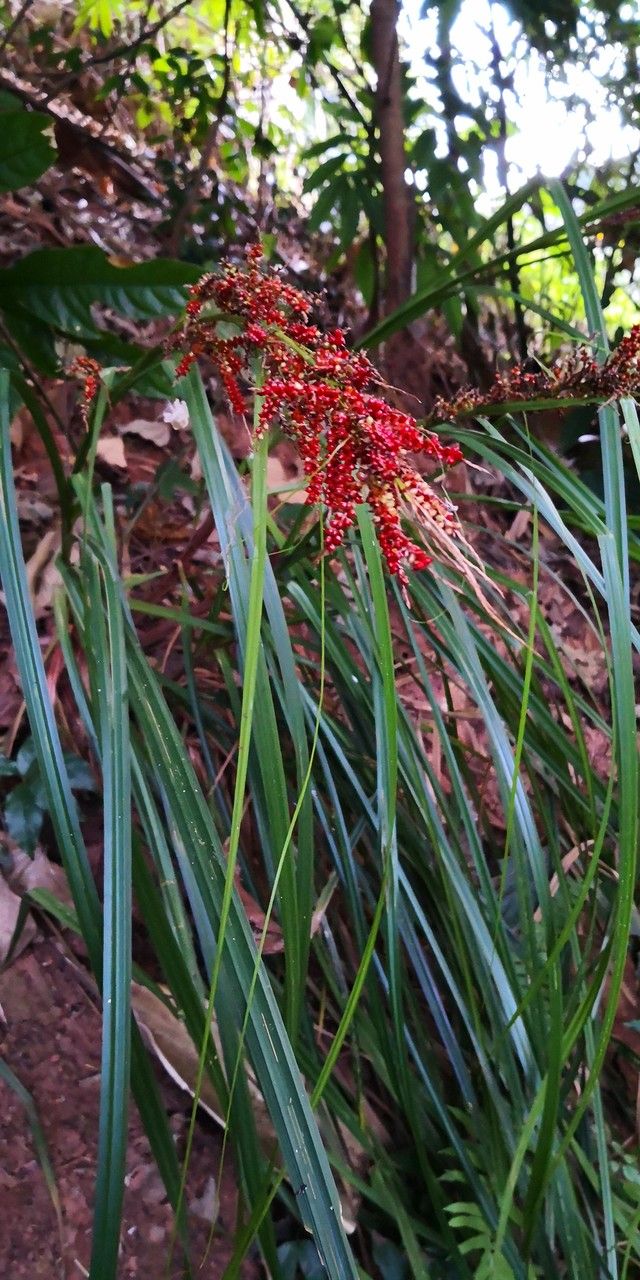 Carex dispalata habit