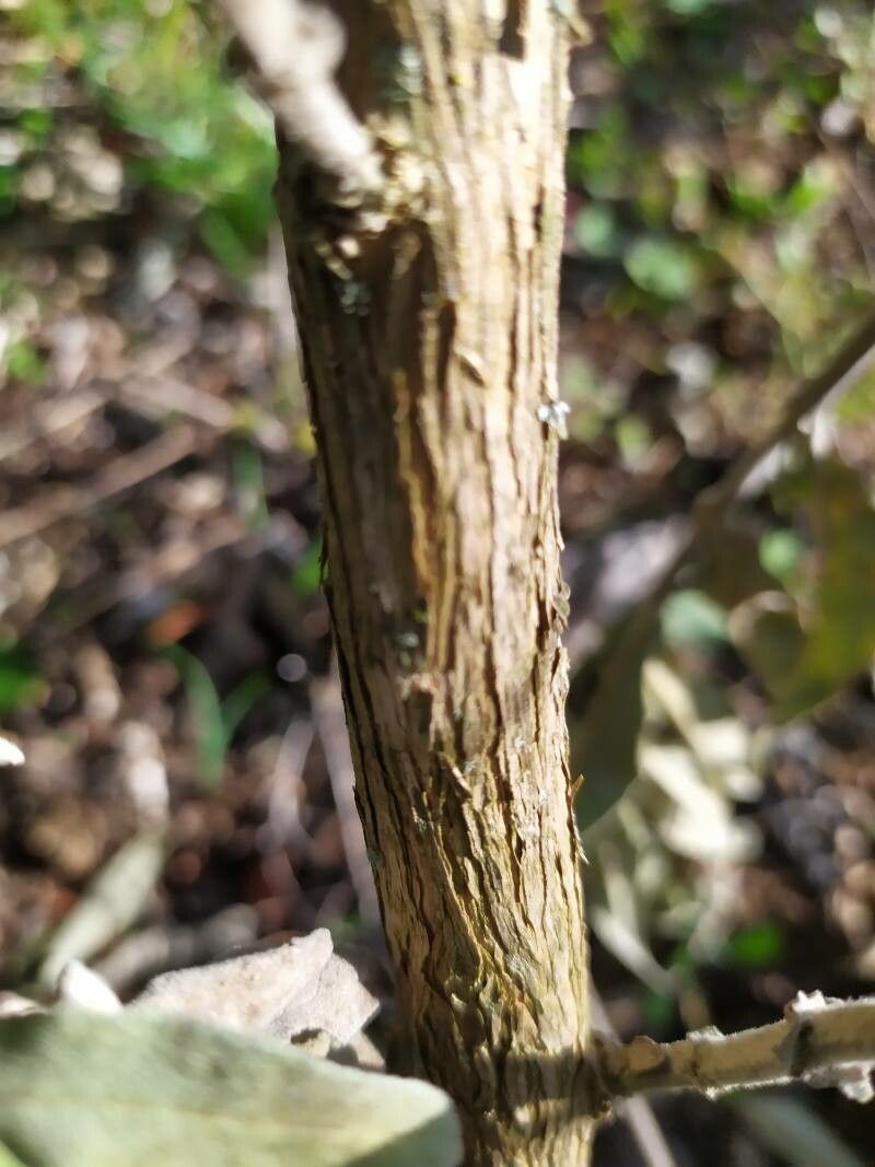 Buddleja myriantha bark