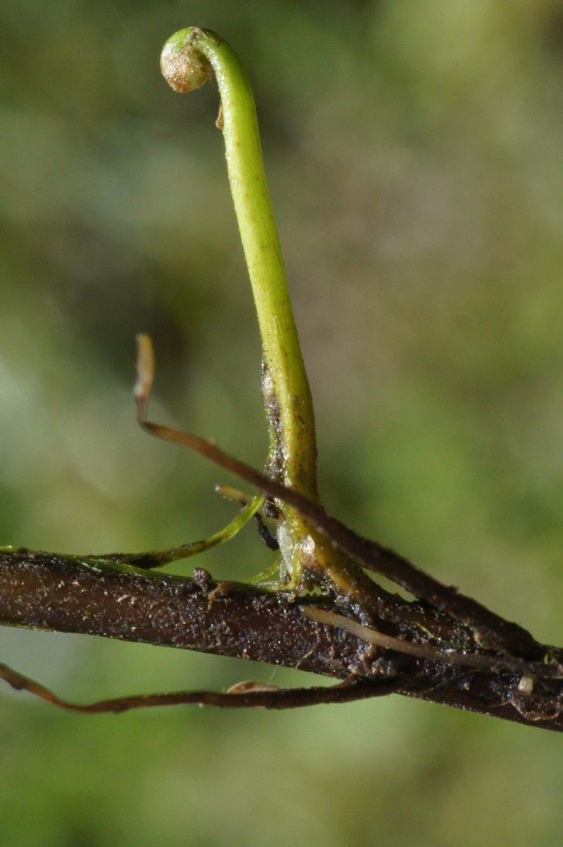 Thelypteris palustris bark