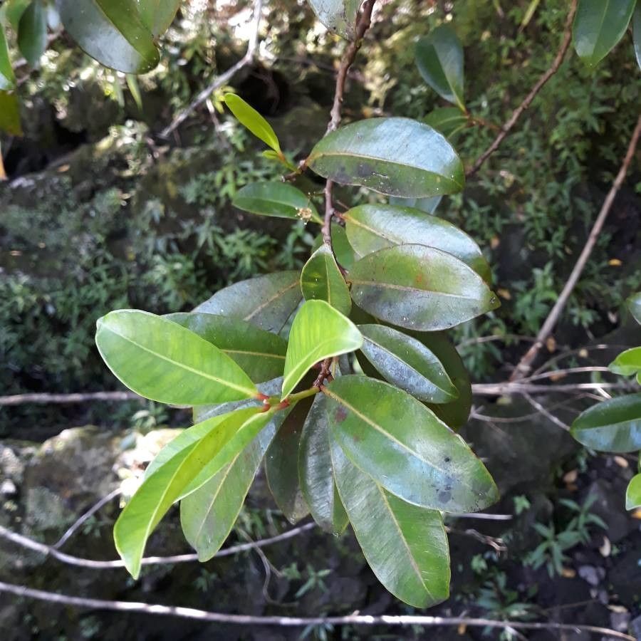 Syzygium borbonicum leaf