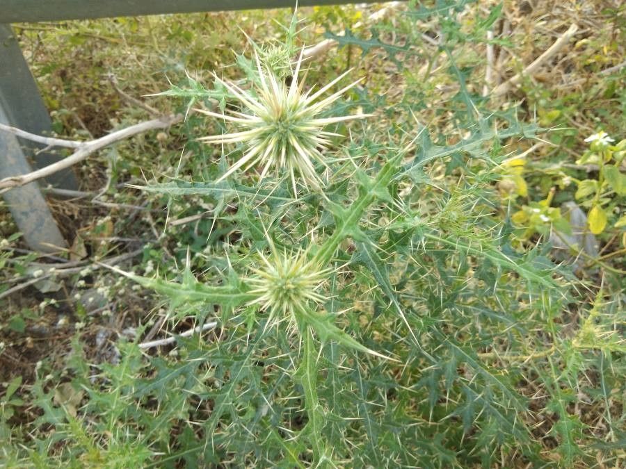 Echinops echinatus flower