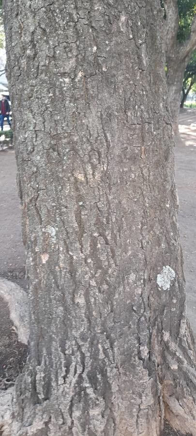Aspidosperma quebracho-blanco bark