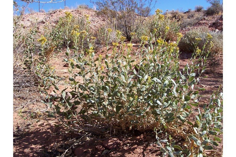 Isocoma acradenia habit