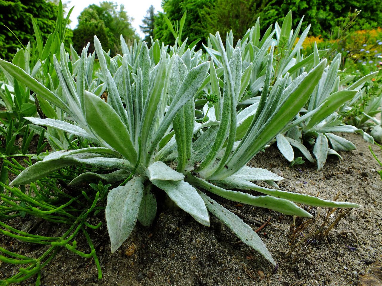 Pseudognaphalium stramineum habit