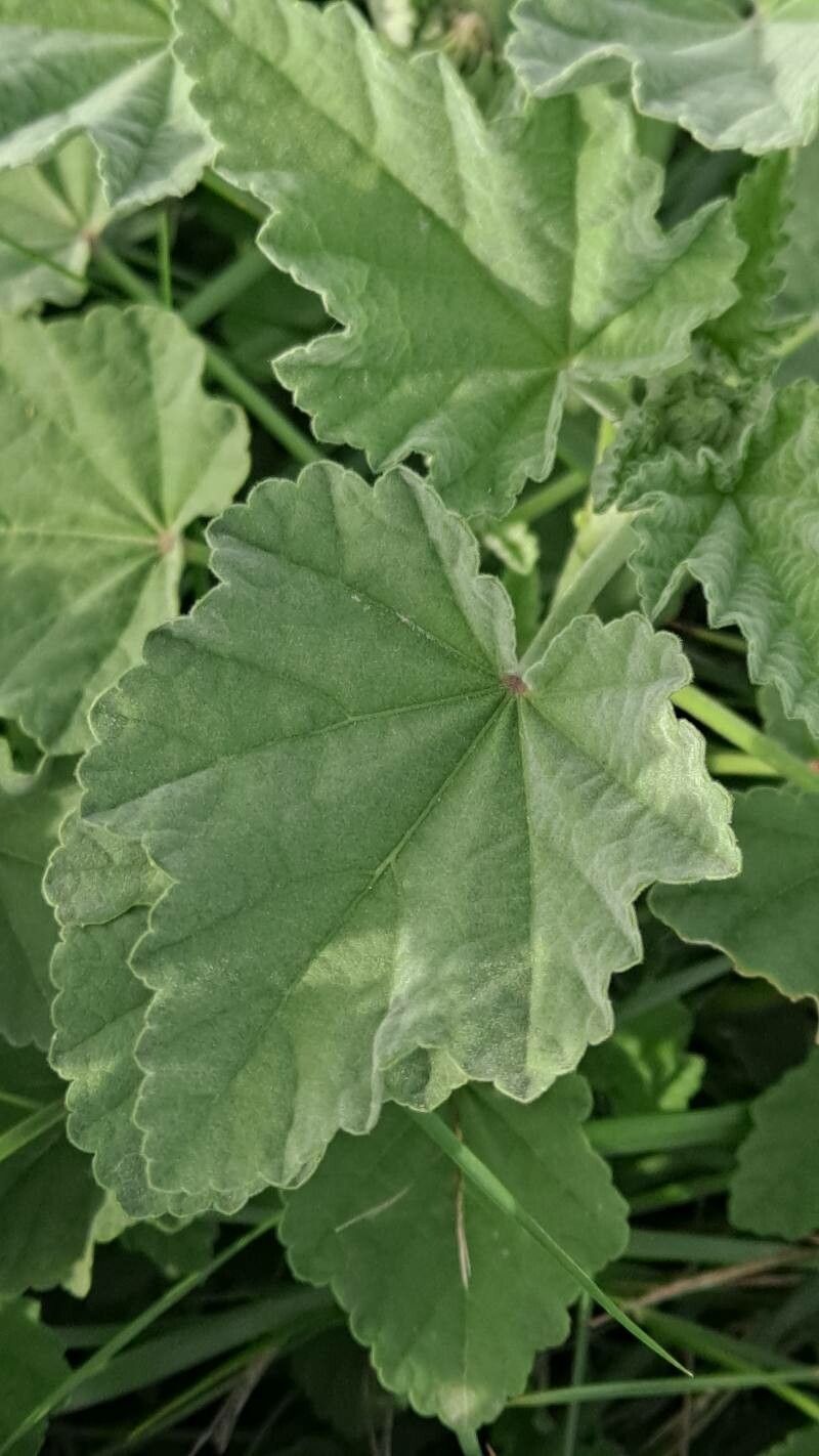 Althaea officinalis leaf