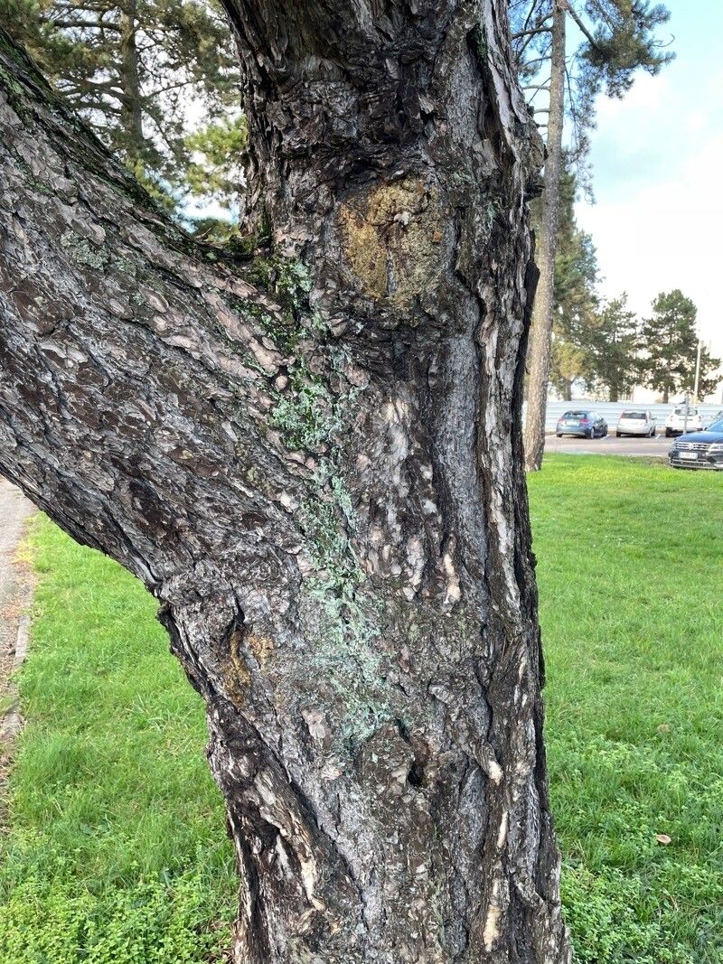 Pinus apulcensis bark