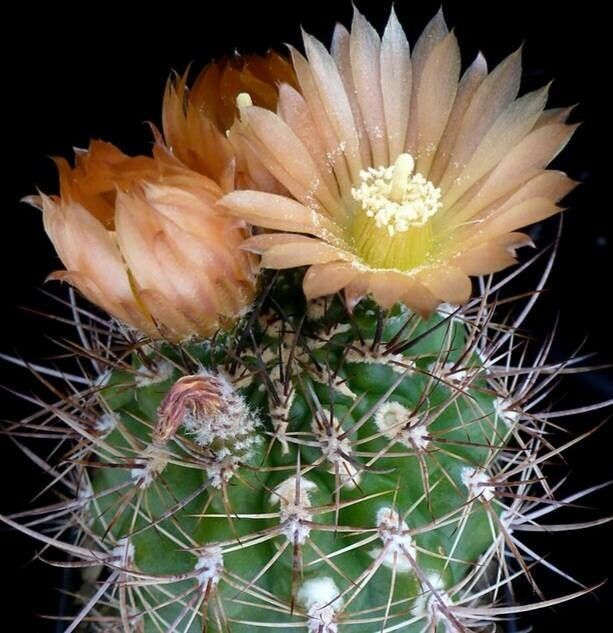 Eriosyce spp. — houseplant care guide