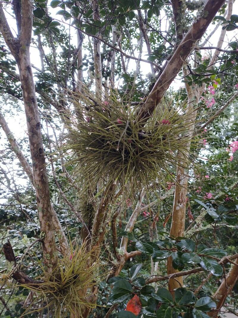 Tillandsia recurvata