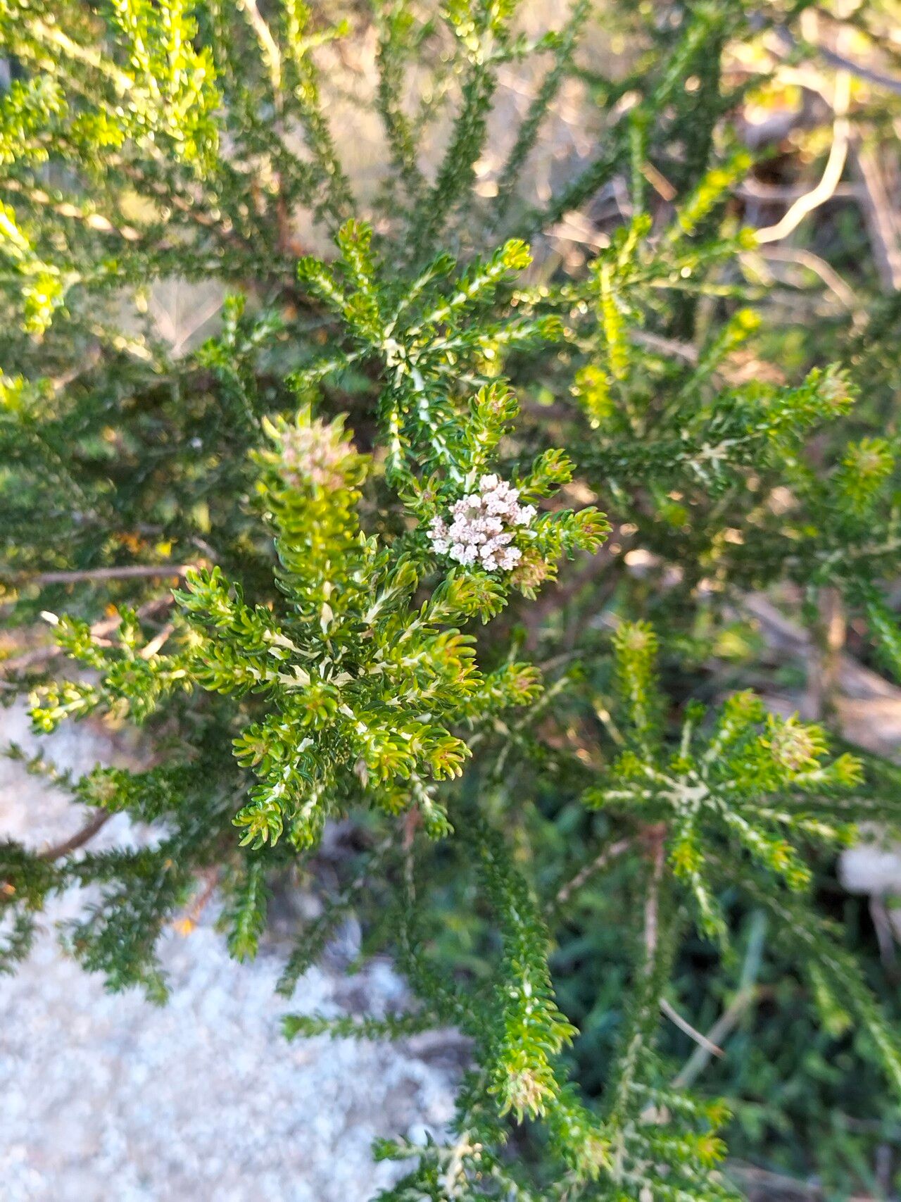 Metalasia muricata leaf