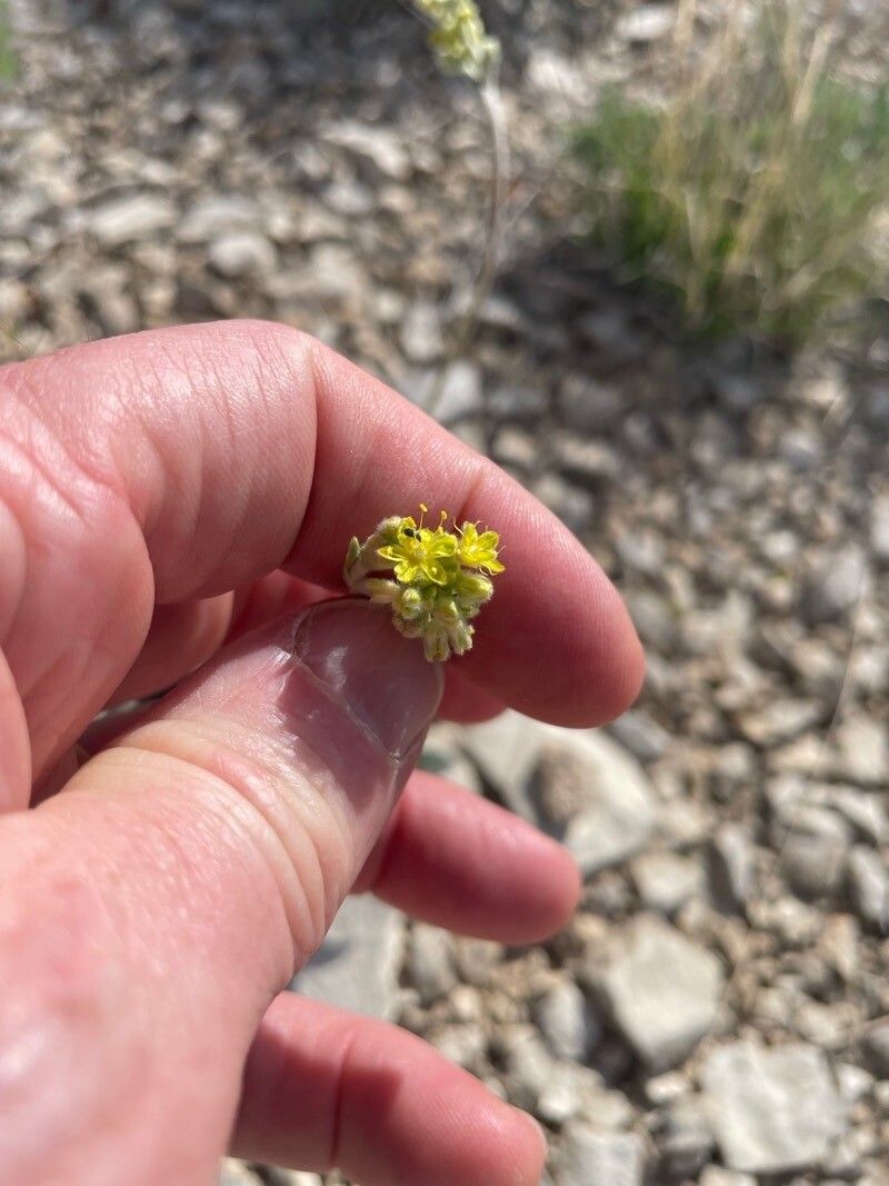 Eriogonum lachnogynum flower