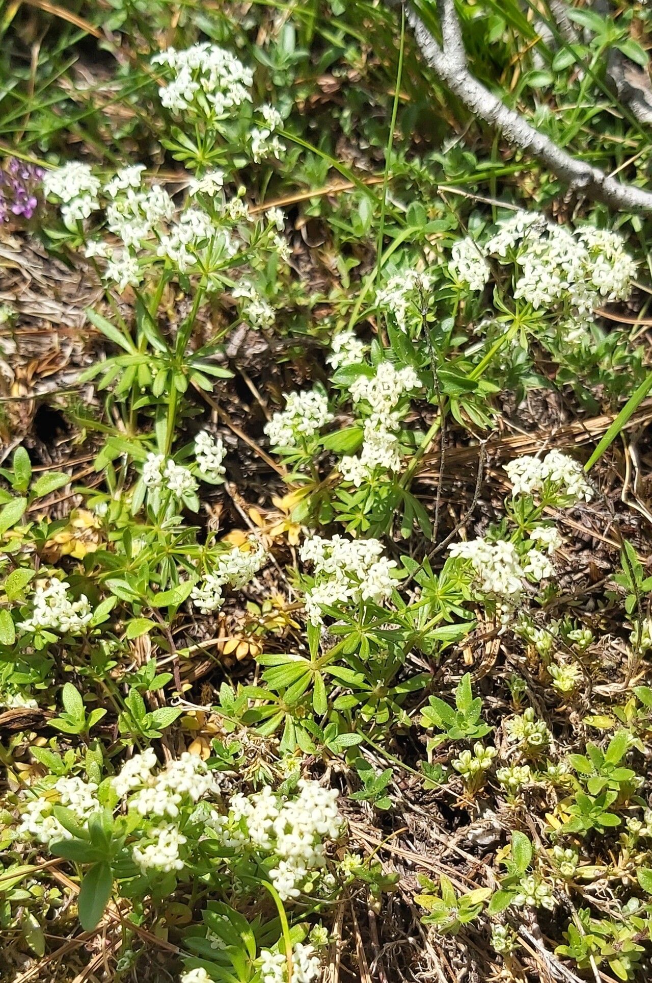 Galium lovcense — houseplant care guide