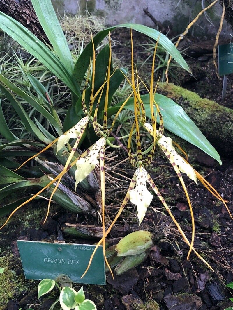 Brassia gireoudiana — search result for 'Brassia'