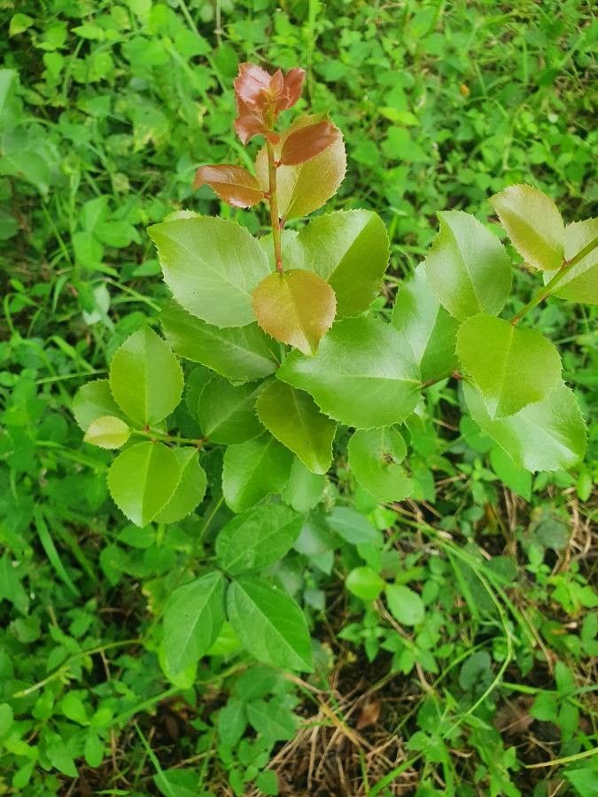 Scolopia zeyheri leaf