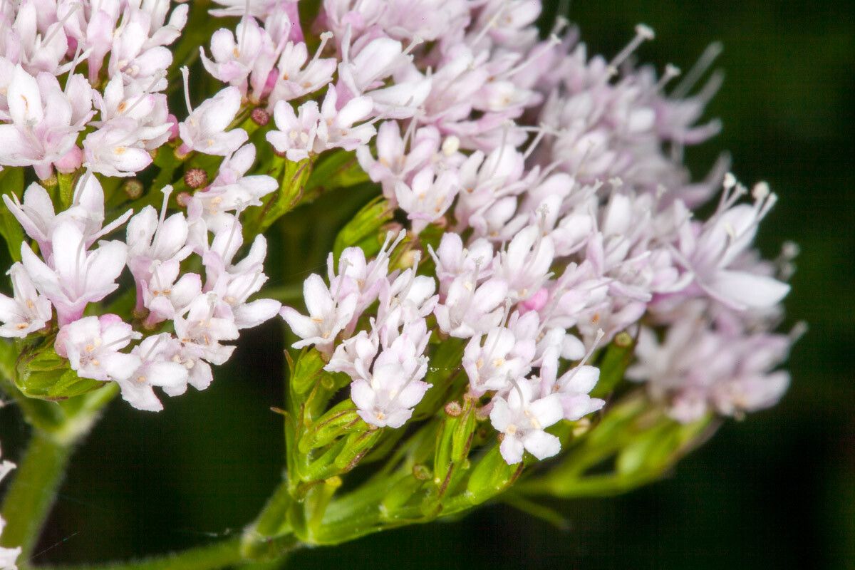 Valeriana tripteris flower