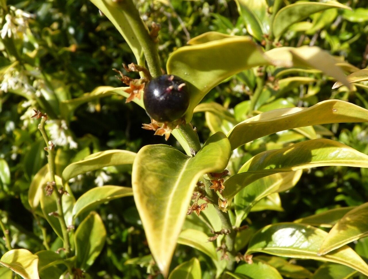 Sarcococca confusa fruit