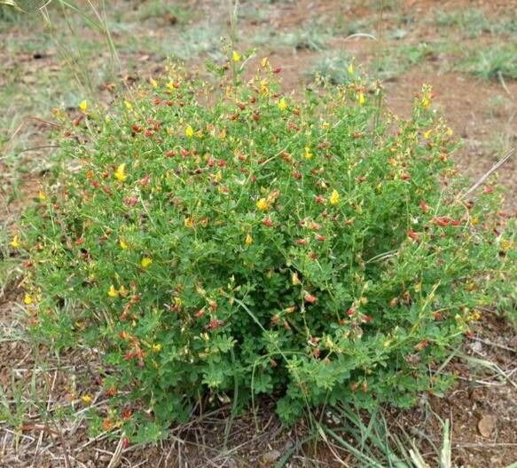Crotalaria virgulata — houseplant care guide